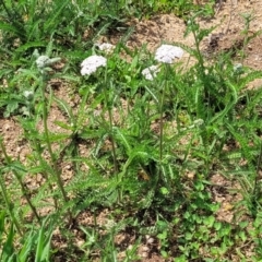 Achillea millefolium at Nimmitabel, NSW - 9 Dec 2023