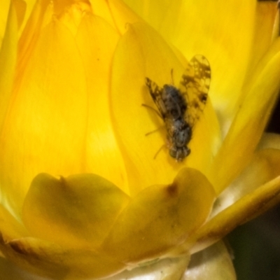 Austrotephritis poenia (Australian Fruit Fly) at Belconnen, ACT - 3 Nov 2023 by AlisonMilton