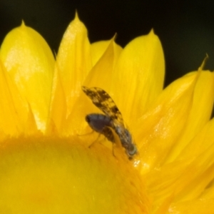 Austrotephritis poenia at The Pinnacle - 3 Nov 2023 01:52 PM