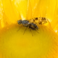 Austrotephritis poenia at The Pinnacle - 3 Nov 2023 01:52 PM