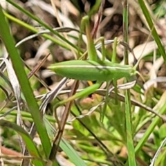 Tettigoniidae (family) (Unidentified katydid) at Nimmitabel Meatworks TSR - 9 Dec 2023 by trevorpreston