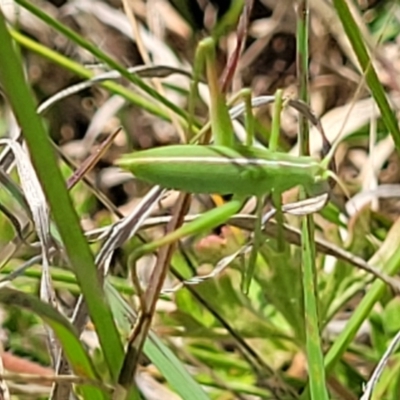 Tettigoniidae (family) (Unidentified katydid) at Holts Flat, NSW - 9 Dec 2023 by trevorpreston