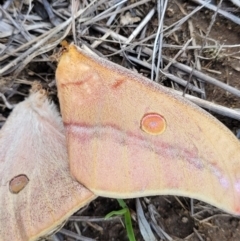 Opodiphthera helena (Helena Gum Moth) at Nimmitabel Meatworks TSR - 9 Dec 2023 by trevorpreston