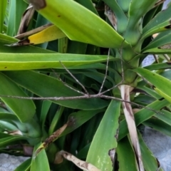 Unidentified Stick insect (Phasmatodea) at Rivett, ACT - 9 Dec 2023 by Lucylu243