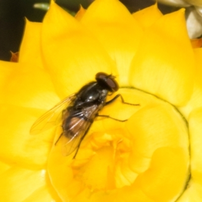 Unverified Bristle Fly (Tachinidae) at The Pinnacle - 3 Nov 2023 by AlisonMilton