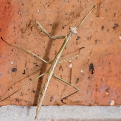 Unidentified Praying mantis (Mantodea) at Wodonga - 21 Oct 2023 by KylieWaldon