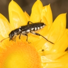 Eleale simplex (Clerid beetle) at The Pinnacle - 3 Nov 2023 by AlisonMilton