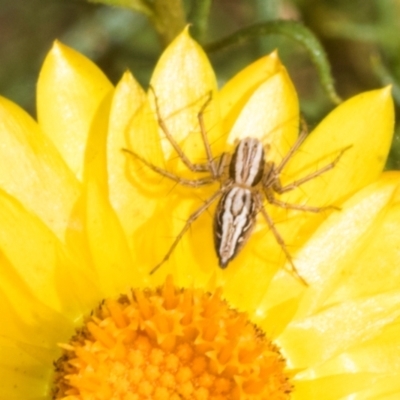 Oxyopes sp. (genus) (Lynx spider) at Belconnen, ACT - 3 Nov 2023 by AlisonMilton