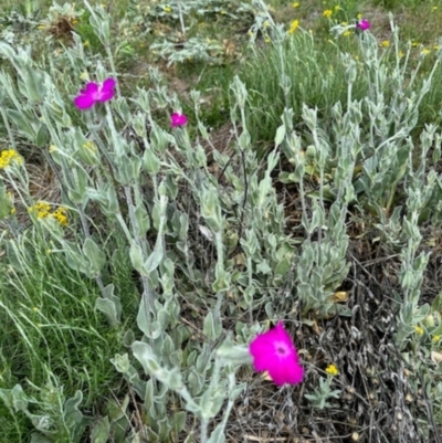 Silene coronaria (Rose Champion) at Rendezvous Creek, ACT - 8 Dec 2023 by KMcCue