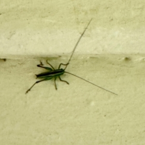 Conocephalus semivittatus at Namadgi National Park - 9 Dec 2023