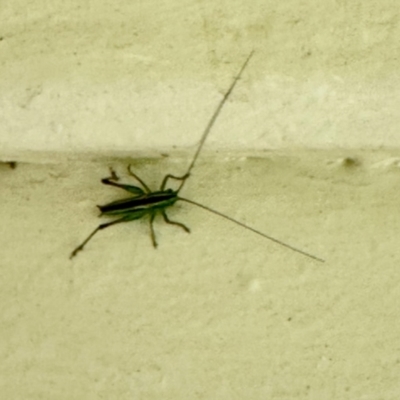 Conocephalus semivittatus (Meadow katydid) at Rendezvous Creek, ACT - 9 Dec 2023 by KMcCue