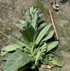 Verbascum thapsus subsp. thapsus (Great Mullein, Aaron's Rod) at Rendezvous Creek, ACT - 9 Dec 2023 by KMcCue