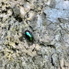 Chalcopteroides columbinus (Rainbow darkling beetle) at Rendezvous Creek, ACT - 8 Dec 2023 by KMcCue