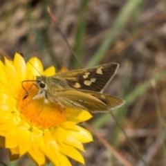 Trapezites luteus (Yellow Ochre, Rare White-spot Skipper) at The Pinnacle - 3 Nov 2023 by AlisonMilton