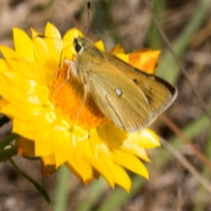 Trapezites luteus at The Pinnacle - 3 Nov 2023 01:55 PM