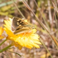 Trapezites luteus at The Pinnacle - 3 Nov 2023 01:55 PM