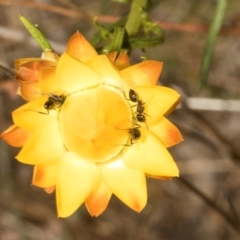 Notoncus sp. (genus) (A Notoncus ant) at Belconnen, ACT - 3 Nov 2023 by AlisonMilton