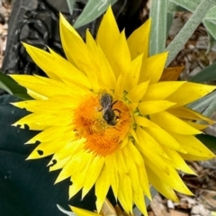 Lasioglossum sp. (genus) (Furrow Bee) at Aranda, ACT - 8 Dec 2023 by KMcCue