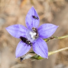 Lasioglossum (Chilalictus) sp. (genus & subgenus) (Halictid bee) at Belconnen, ACT - 3 Nov 2023 by AlisonMilton