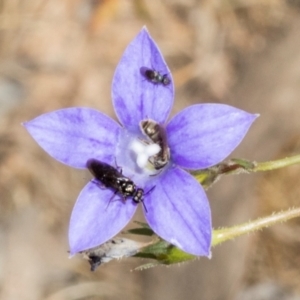 Lasioglossum (Chilalictus) sp. (genus & subgenus) at The Pinnacle - 3 Nov 2023