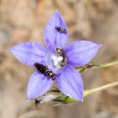 Lasioglossum (Chilalictus) sp. (genus & subgenus) (Halictid bee) at Belconnen, ACT - 3 Nov 2023 by AlisonMilton