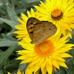 Heteronympha merope (Common Brown Butterfly) at Aranda, ACT - 8 Dec 2023 by KMcCue