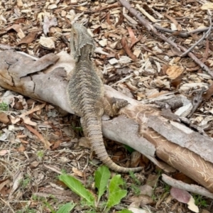 Pogona barbata at Aranda, ACT - suppressed