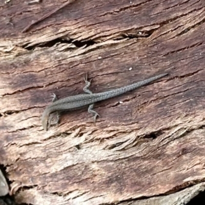 Lampropholis guichenoti (Common Garden Skink) at Aranda, ACT - 8 Dec 2023 by KMcCue