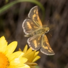 Taractrocera papyria (White-banded Grass-dart) at Belconnen, ACT - 3 Nov 2023 by AlisonMilton