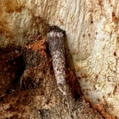 Conoeca guildingi (A case moth) at Aranda, ACT - 8 Dec 2023 by KMcCue