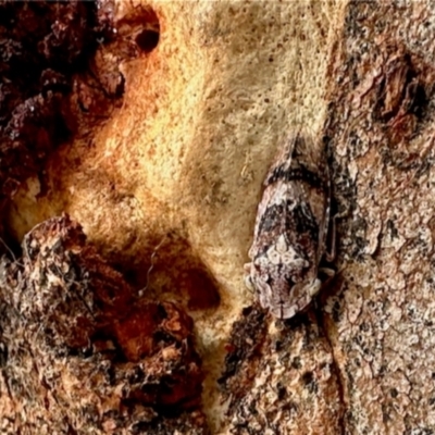 Stenocotis depressa (Leafhopper) at Aranda, ACT - 8 Dec 2023 by KMcCue