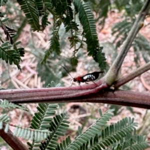 Braconidae (family) at Aranda, ACT - 8 Dec 2023