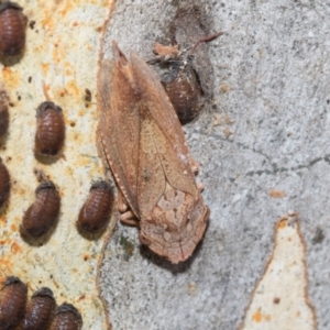 Stenocotis depressa at Fraser, ACT - 14 Feb 2023 11:41 AM