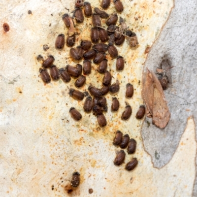 Coccinellidae (family) (Unidentified lady beetle) at Fraser, ACT - 14 Feb 2023 by AlisonMilton