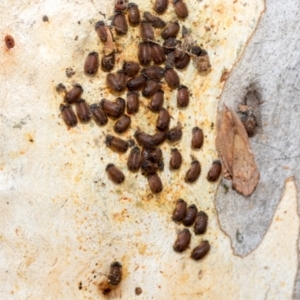 Coccinellidae (family) at Fraser, ACT - 14 Feb 2023