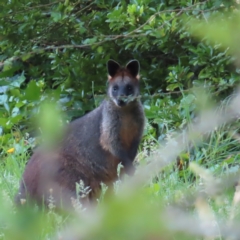 Wallabia bicolor (Swamp Wallaby) at QPRC LGA - 8 Dec 2023 by MatthewFrawley