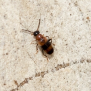 Dicranolaius sp. (genus) at Fraser, ACT - 14 Feb 2023