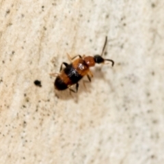 Dicranolaius (Genus) at Fraser, ACT - 14 Feb 2023 11:52 AM