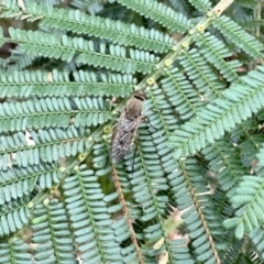 Unidentified True fly (Diptera) at Aranda, ACT - 8 Dec 2023 by KMcCue