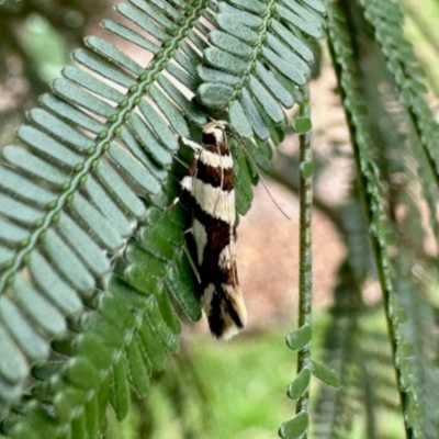 Macrobathra desmotoma ( A Cosmet moth) at Aranda, ACT - 8 Dec 2023 by KMcCue