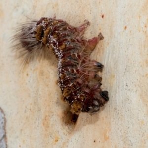 Euproctis baliolalis at Fraser, ACT - 14 Feb 2023 11:12 AM