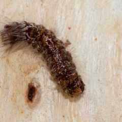 Euproctis baliolalis at Fraser, ACT - 14 Feb 2023 11:12 AM