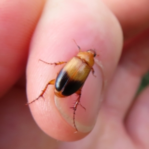 Phyllotocus macleayi at QPRC LGA - 9 Dec 2023