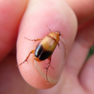 Phyllotocus macleayi (Nectar scarab) at Braidwood, NSW - 8 Dec 2023 by MatthewFrawley