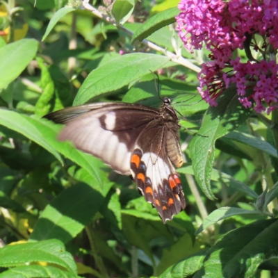 Papilio aegeus (Orchard Swallowtail, Large Citrus Butterfly) at QPRC LGA - 9 Dec 2023 by MatthewFrawley