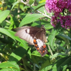 Papilio aegeus (Orchard Swallowtail, Large Citrus Butterfly) at Braidwood, NSW - 8 Dec 2023 by MatthewFrawley