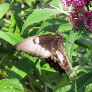 Papilio aegeus at QPRC LGA - 9 Dec 2023