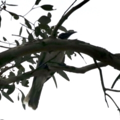 Philemon corniculatus (Noisy Friarbird) at Aranda, ACT - 7 Dec 2023 by KMcCue