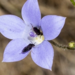 Eurys sp. (genus) at The Pinnacle - 3 Nov 2023