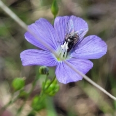 Linum marginale (Native Flax) at Nimmitabel Meatworks TSR - 9 Dec 2023 by trevorpreston